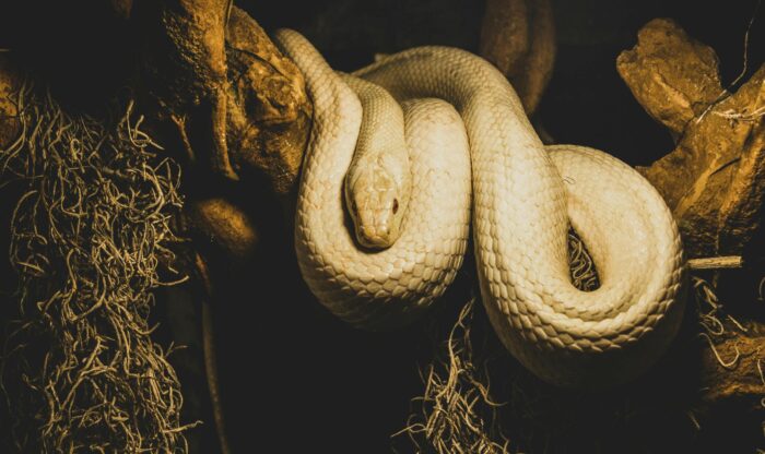 Ffrench_snake_1_2400x1600 snack images
