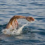 Hypnotherapy for Phobias